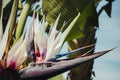 Giant White Bird of Paradise Seeds - Strelitzia nicolai Tropical Plant for Gardening & Landscaping