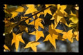 Acer mono Painted Maple Tree Seeds – Ornamental Deciduous Tree for Fall Foliage, Bonsai & Gardens