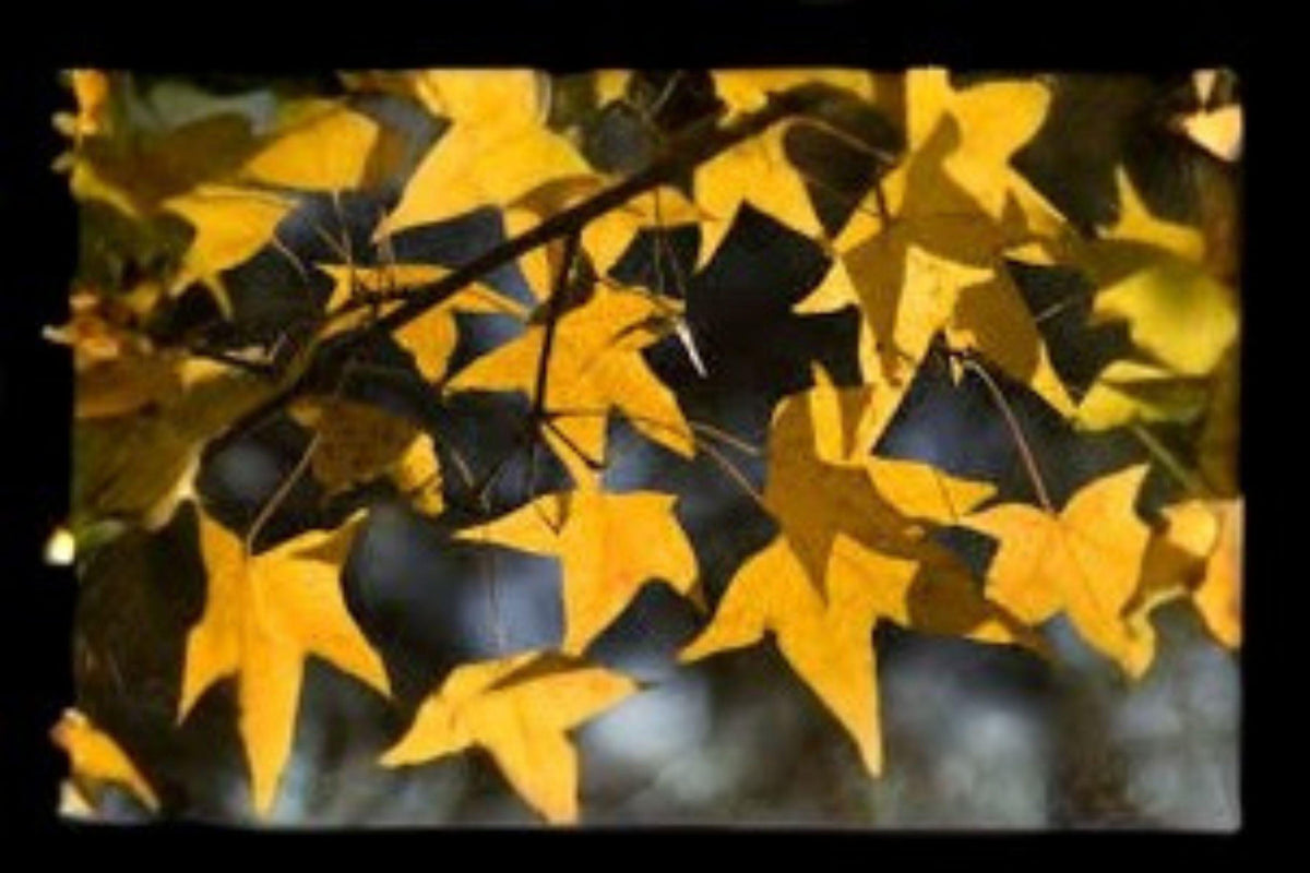 Acer mono Painted Maple Tree Seeds – Ornamental Deciduous Tree for Fall Foliage, Bonsai & Gardens