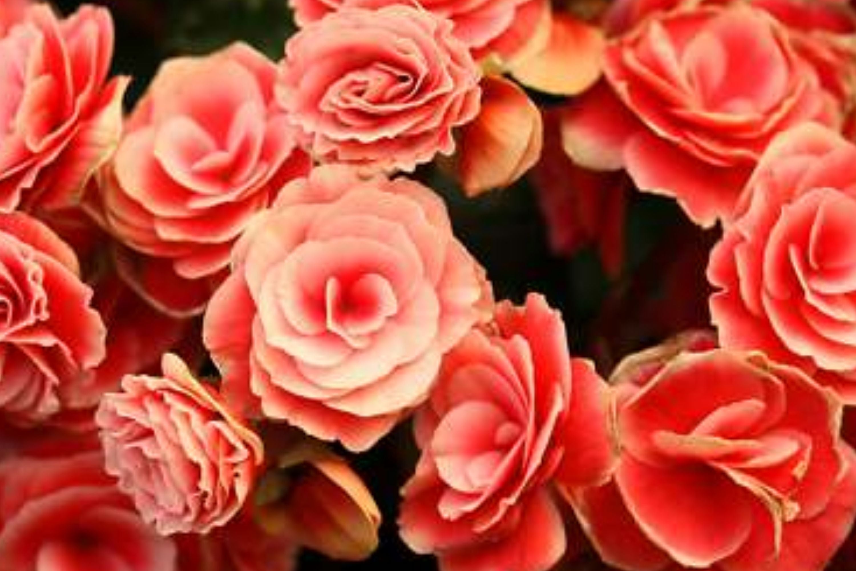 Begonia Seeds - Sunny Zing Variety - Non-GMO Flower Seeds for Garden & Patio - Begonia x tuberhybrida