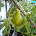 5 White Adriatic Fig Cuttings | Ficus carica | Live Unrooted Stems for Propagation