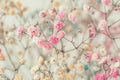 Pink Baby's Breath Seeds | Non-GMO Gypsophila elegans | Easy to Grow Flower Garden Seeds