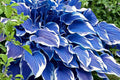 Rare Blue Purple Hosta Seeds - Perennial Shade Plant for Garden, 200 Pcs, Hosta spp.