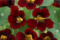 Black Velvet Nasturtium Seeds | Edible Flowers & Foliage | Tropaeolum majus | Heirloom Non-GMO Seed Packet