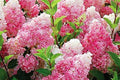 50+ Mix Perennial Vanilla Strawberry Hydrangea Seeds - Hydrangea paniculata for Garden