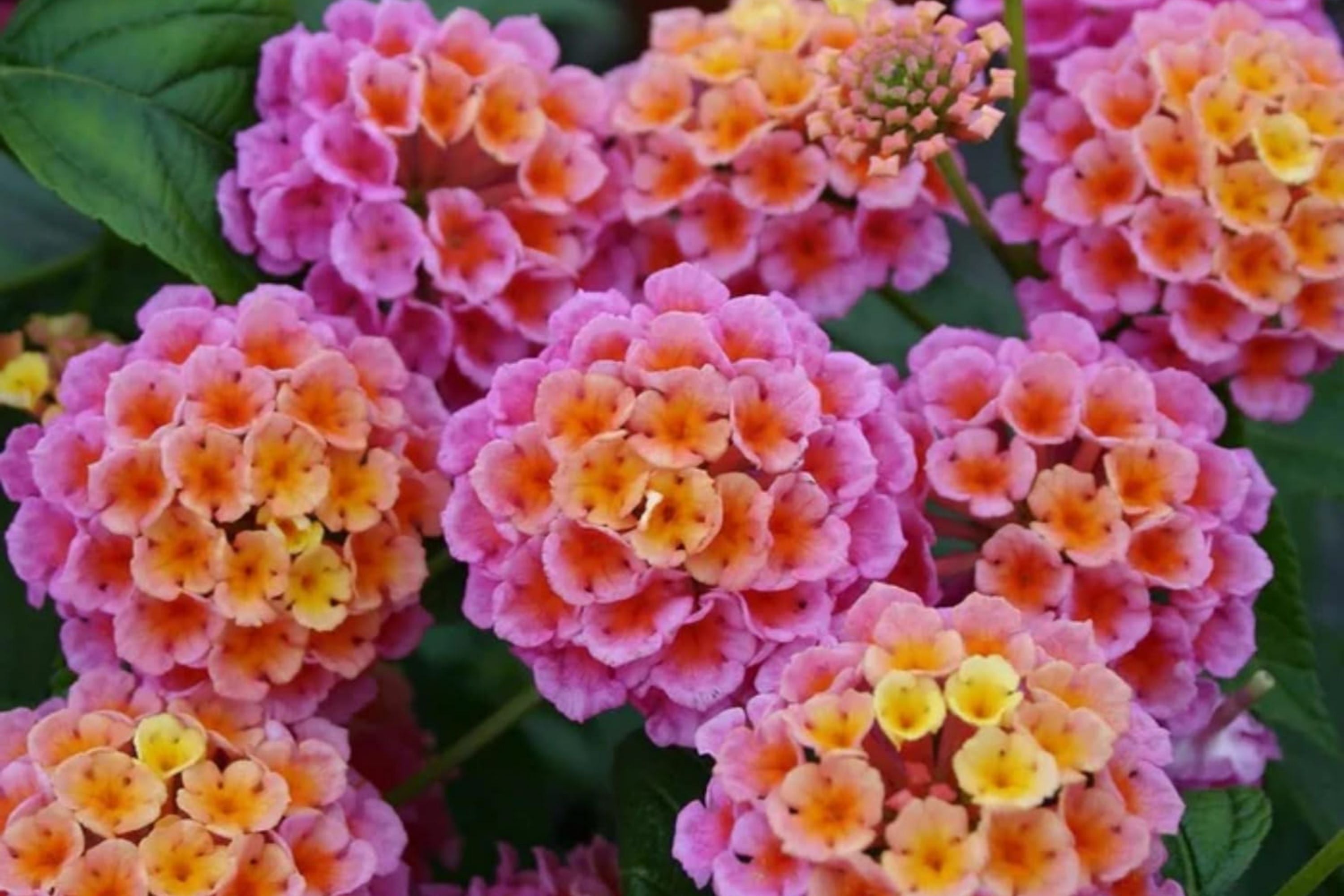 Lantana Seeds - 300+ Mixed Color Flower Seeds for Planting - Lantana camara - Perennial Garden Seeds