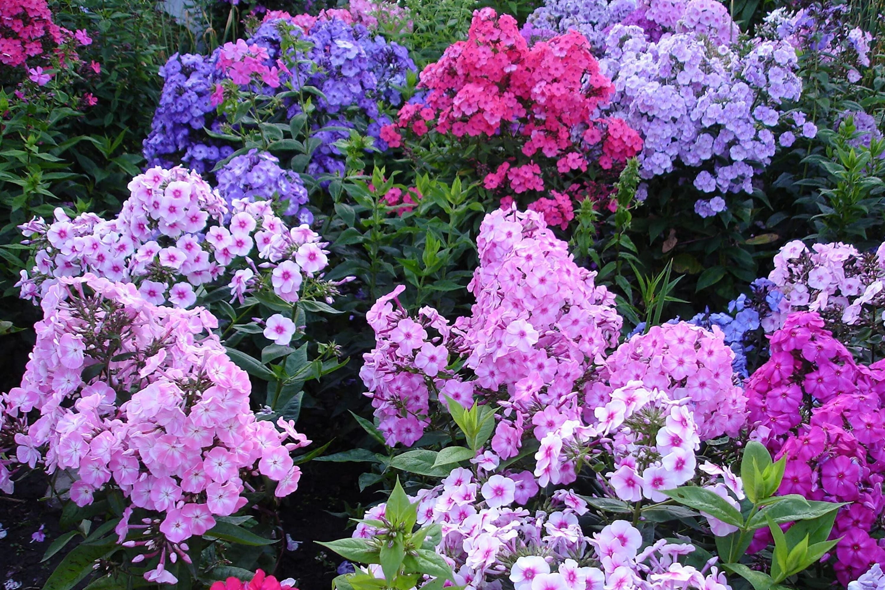 Mixed Phlox Seeds for Planting, Creeping Perennial Ground Cover, Phlox subulata, Colorful Garden Seeds, Butterfly Attracting Seeds