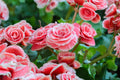 Berry Flame Begonia Seeds - Non-GMO Flower Seeds for Bright Red and Orange Blooms - Begonia x tuberhybrida, Ideal for Gardens & Containers