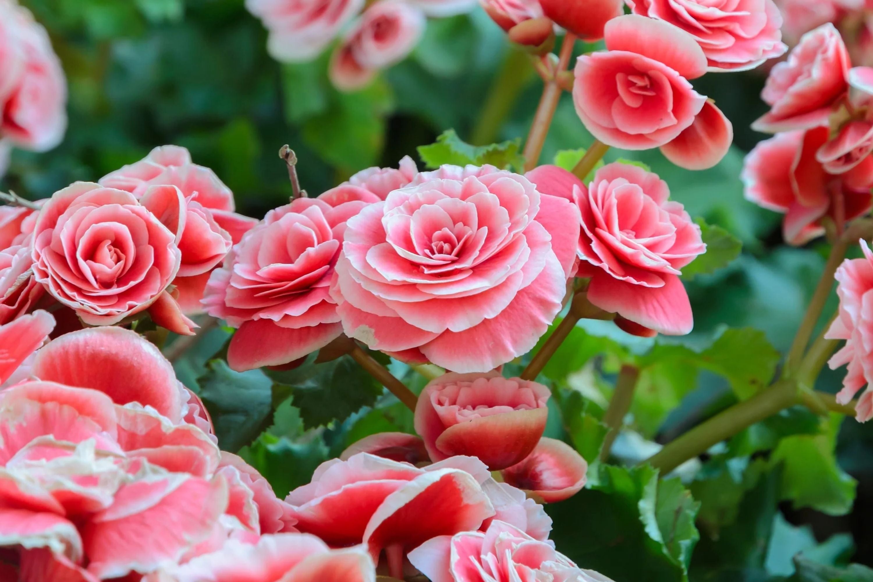 Berry Flame Begonia Seeds - Non-GMO Flower Seeds for Bright Red and Orange Blooms - Begonia x tuberhybrida, Ideal for Gardens & Containers