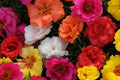 Bulk Moss Rose Seeds Pack - Portulaca grandiflora Annual Ground Cover Seeds for Sunny Gardens