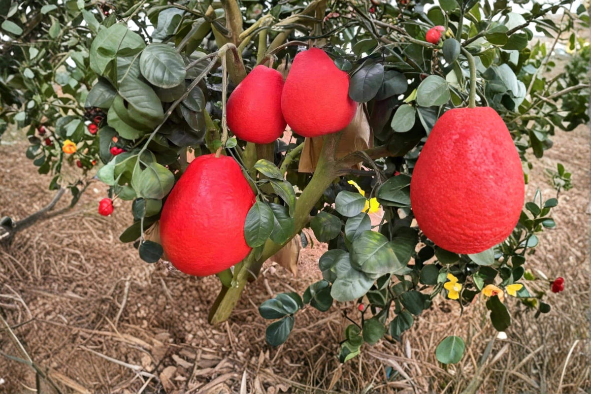 Red Pomelo Citrus paradisi Unrooted Cuttings - Chinese Grapefruit Tree for Grafting & Rooting