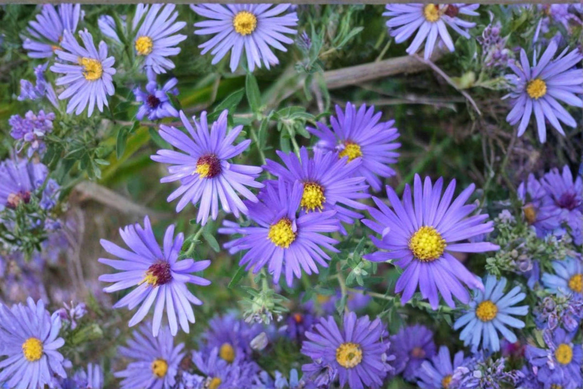 Aromatic Aster Seeds – Symphyotrichum oblongifolium Native Wildflower for Pollinator Gardens, Drought Tolerant, Fall Blooming