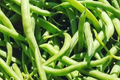 Blue Lake Pole Bean Seeds - Non-GMO Bulk Climbing Vine Phaseolus vulgaris for Vegetable Garden