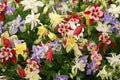 Columbine Seeds McKana Giant Mix - Non-GMO Aquilegia caerulea Flower Seeds