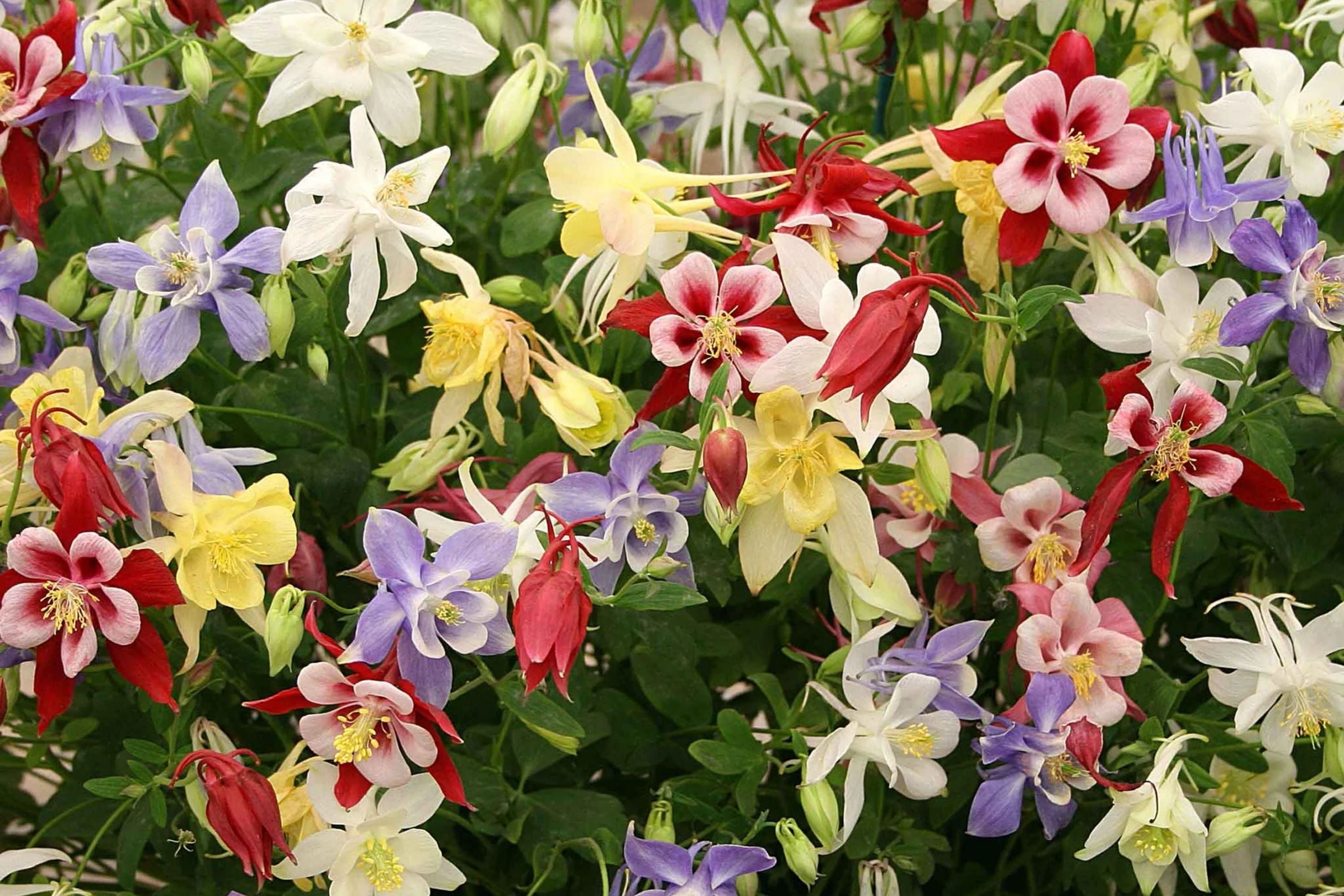 Columbine Seeds McKana Giant Mix - Non-GMO Aquilegia caerulea Flower Seeds