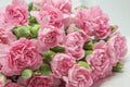 La France Carnation Seeds | Non-GMO Flower Seeds | Dianthus caryophyllus | Garden, Border, Container Planting
