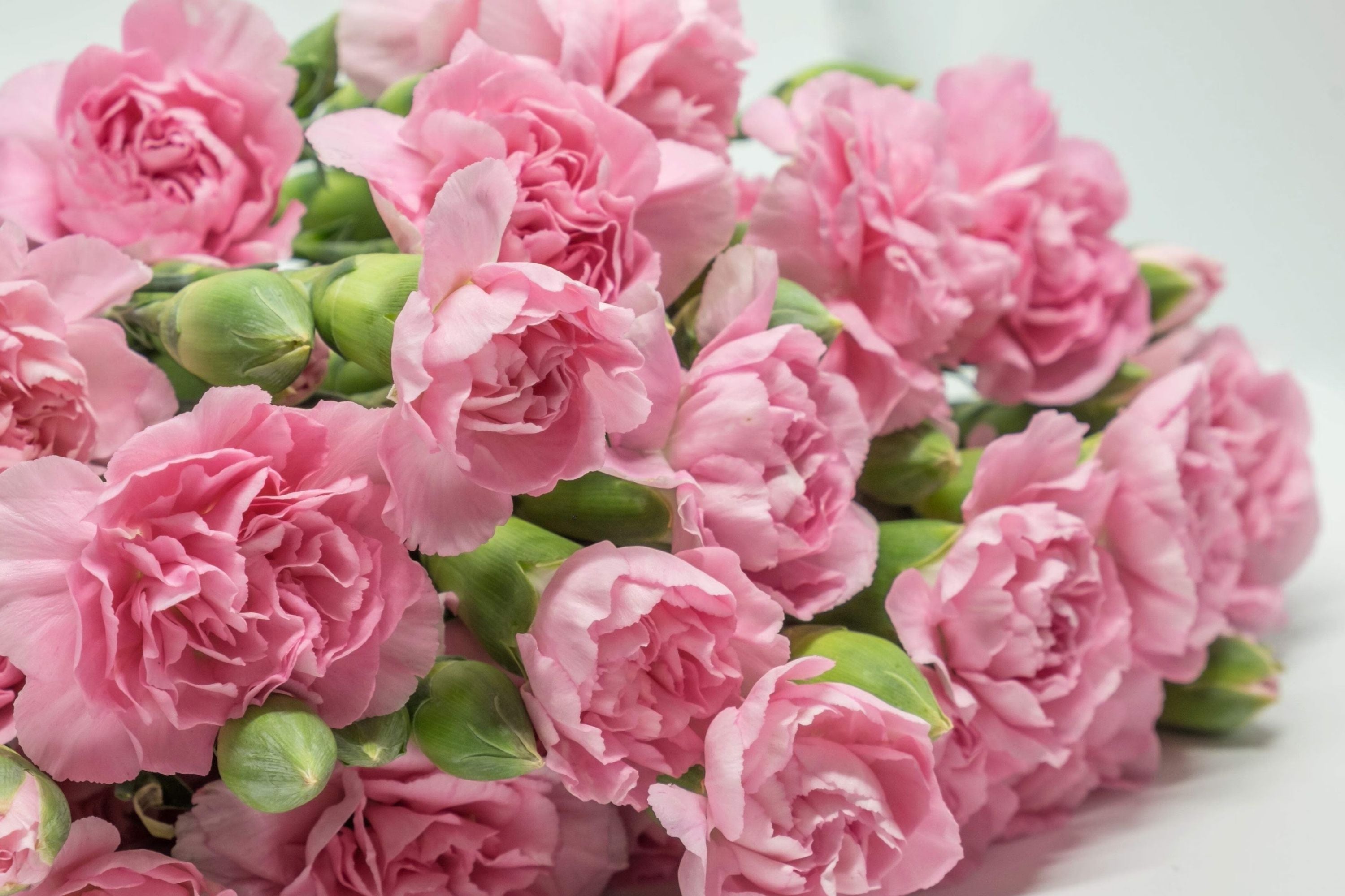 La France Carnation Seeds | Non-GMO Flower Seeds | Dianthus caryophyllus | Garden, Border, Container Planting