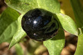 Belladonna Seeds - Organic Atropa Belladonna Deadly Nightshade for Wicca Magic, Herbal Use, Perennial Plant, 120 Seeds