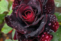 Dark Red/Black Rose Flower Seeds - 100 Rare Exotic Seeds for Garden