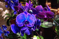 Phalaenopsis Orchid Seeds - 50 Pcs Assorted Colors for Balcony Gardening, Bonsai & Indoor Decor - Orchidaceae
