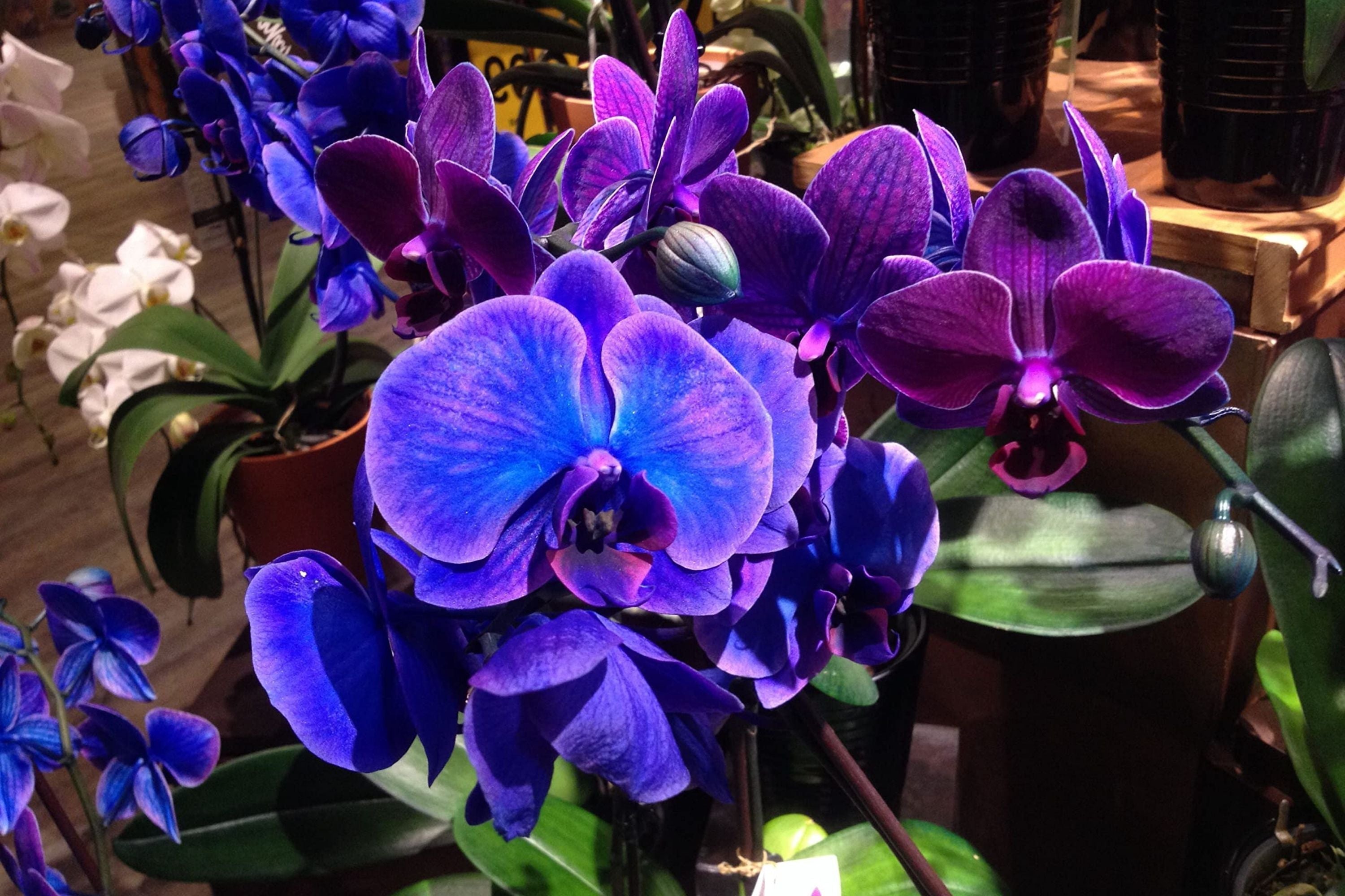 Phalaenopsis Orchid Seeds - 50 Pcs Assorted Colors for Balcony Gardening, Bonsai & Indoor Decor - Orchidaceae