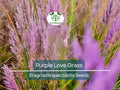 500 Purple Love Grass Seeds - Ornamental Eragrostis spectabilis for Gardens, Landscaping & Wildflower Beds