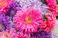 Giant California Aster Seeds | Non-GMO Aster chilensis | Garden Planting Supplies