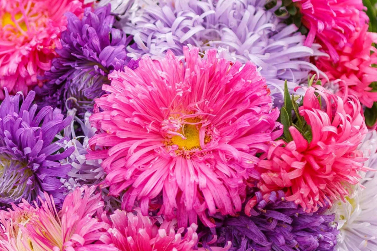 Giant California Aster Seeds | Non-GMO Aster chilensis | Garden Planting Supplies