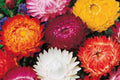 Swiss Giant Mix Strawflower Seeds | Non-GMO Helichrysum bracteatum Flower Seeds | Bulk Pack for Gardens & Cut Flowers