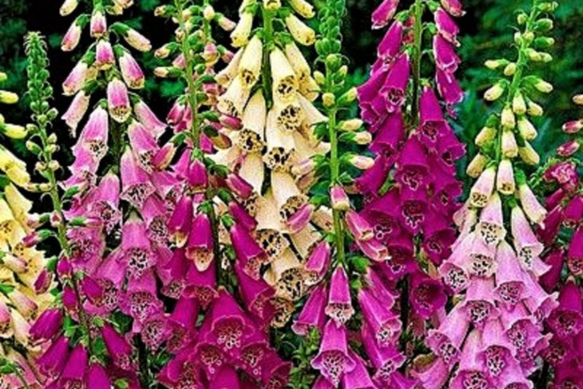 Apricot Beauty Foxglove Seeds | 200-4,000 Non-GMO Digitalis purpurea Seeds for Gardens