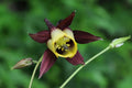 Oriental Columbine Seeds - Aquilegia oxysepala with Plum & Yellow Blooms, Pollinator-Attracting, Drought-Tolerant, USDA Zones 3-9