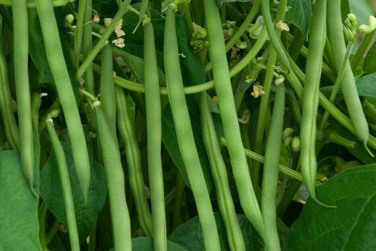 Yard Long Green Bean Seeds - Non-GMO Vigna unguiculata subsp. sesquipedalis, 40 Seeds for Home Garden, High Yield, Easy to Grow