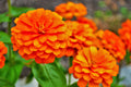 Zinnia Seeds - Giant 5" Orange Flowers - Zinnia elegans - Easy to Grow Annual