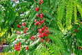Red Shower Tree Seeds - Cassia Roxburghii Rose Cassia Tropical Flowering Plant