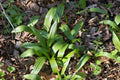 Wild Ramps Seeds - Allium tricoccum - Perennial Wild Garlic & Leek Seeds for Woodland Gardens, Organic, Non-GMO