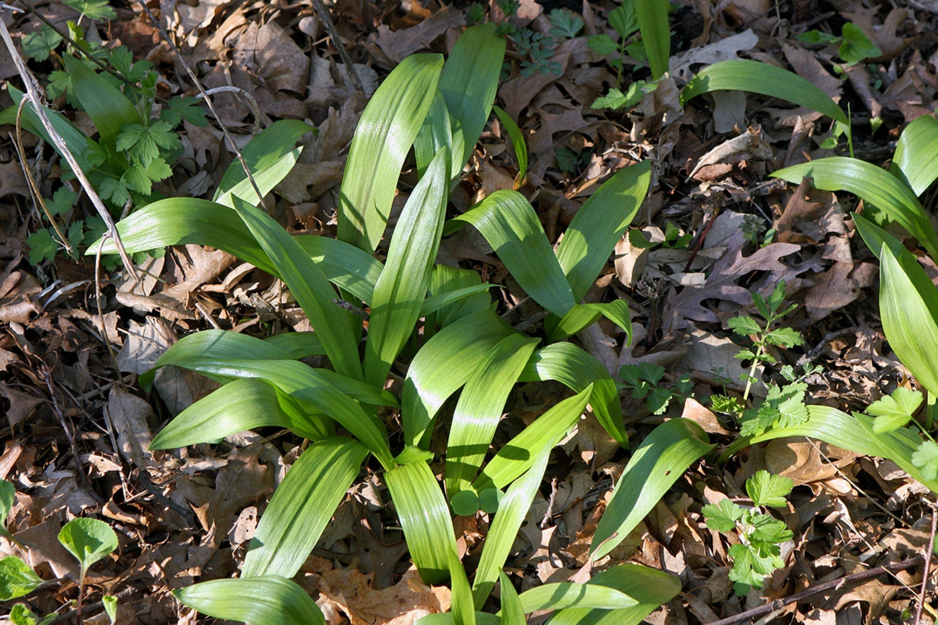 Wild Ramps Seeds - Allium tricoccum - Perennial Wild Garlic & Leek Seeds for Woodland Gardens, Organic, Non-GMO