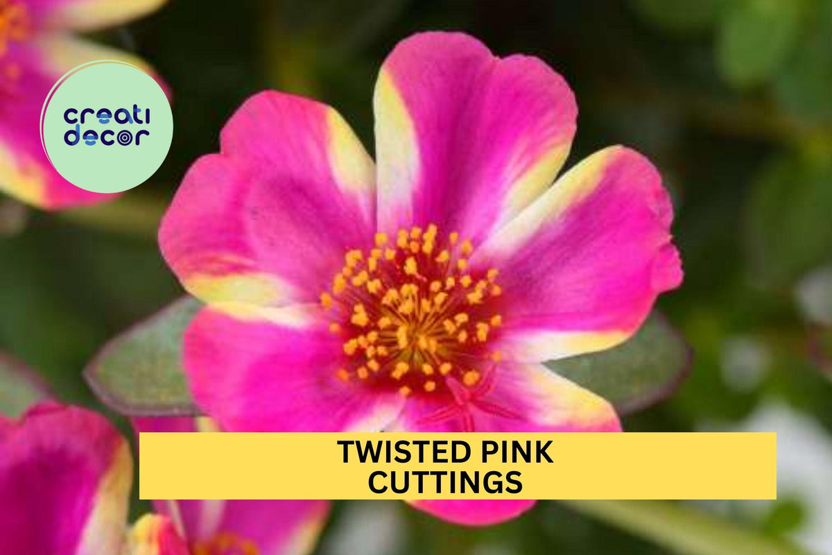 5 Twisted Pink Portulaca Cuttings – Purslane/Portulaca oleracea for Easy Rooting, Heat-Loving Groundcover – USA Seller