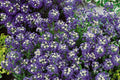 Violet Queen Alyssum Seeds | Purple Heirloom Non-GMO Alyssum | Lobularia maritima