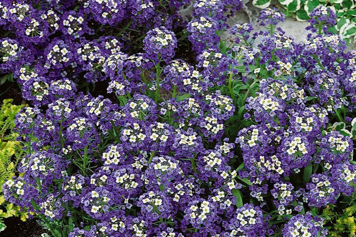 Violet Queen Alyssum Seeds | Purple Heirloom Non-GMO Alyssum | Lobularia maritima