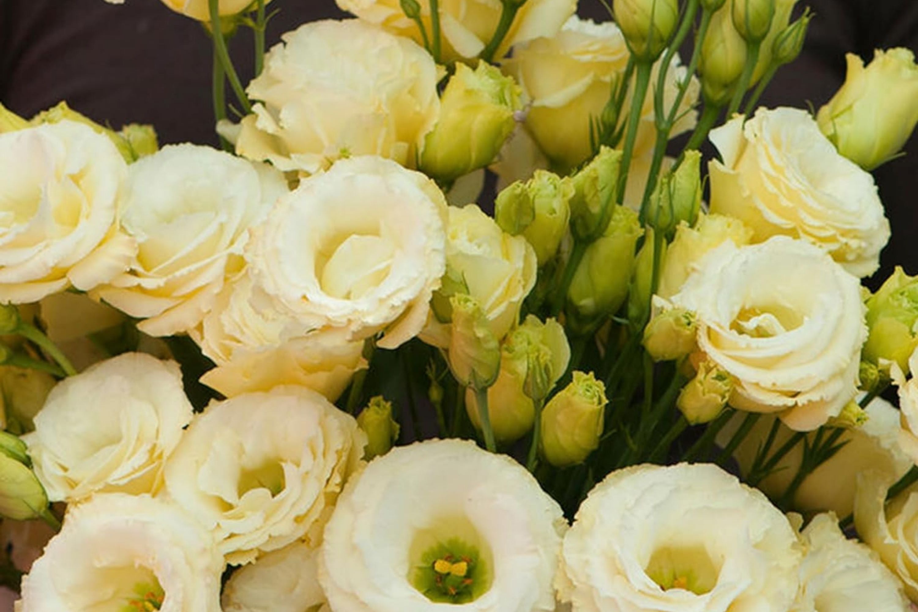 Lisianthus Seeds - Everlast Mix Non-GMO Heirloom Flower Seeds - Eustoma grandiflorum for Garden & Cut Flowers