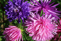 Ostrich Feather Aster Seeds | Heirloom Non-GMO Flower Seeds for Garden | Aster novi-belgii
