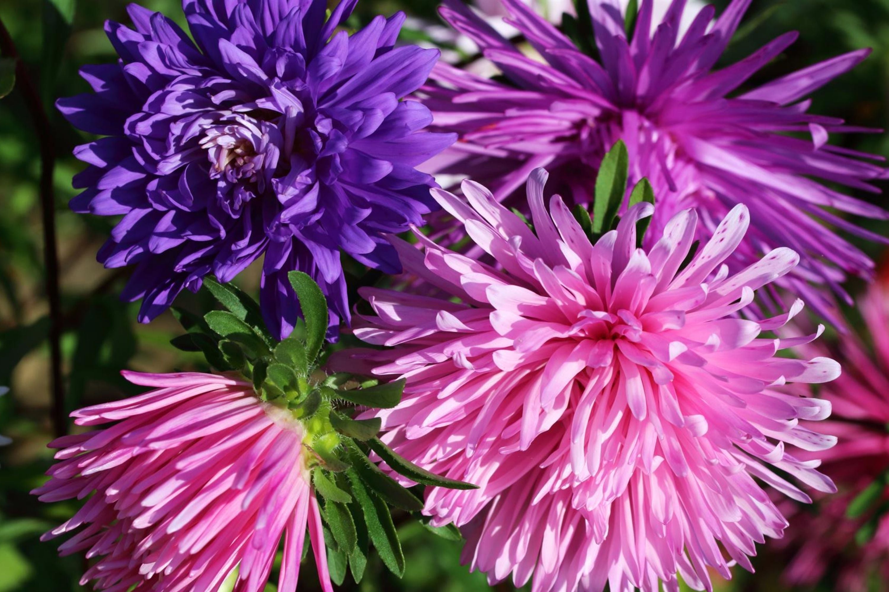 Ostrich Feather Aster Seeds | Heirloom Non-GMO Flower Seeds for Garden | Aster novi-belgii