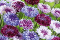 Bachelor Button Seeds, Mixed Colors, Non-GMO, Heirloom, Centaurea cyanus, Annual Flower Seeds, Garden, Cut Flowers
