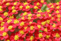 Red Yarrow Seeds, Achillea millefolium var. rubra, Non-GMO, Garden Planting Seeds, Vibrant Red Flowers, Pollinator Attractant
