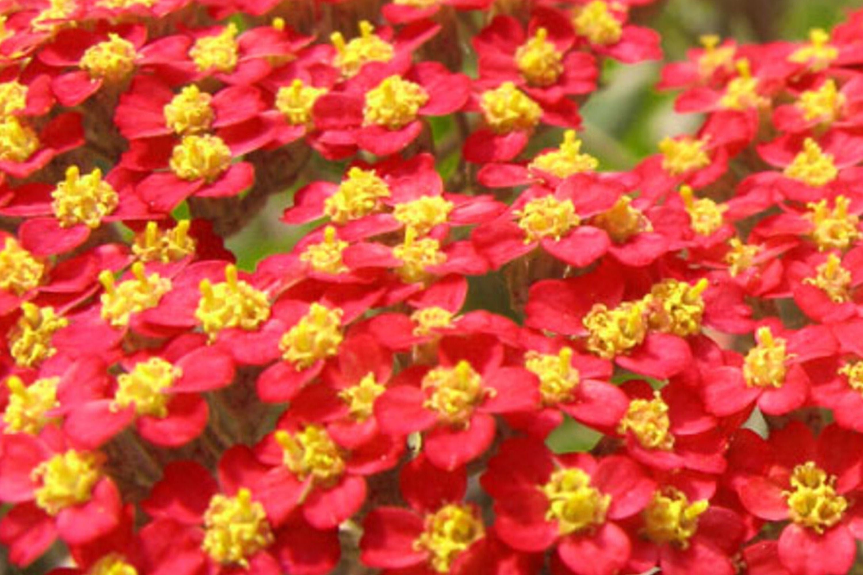 Red Yarrow Seeds, Achillea millefolium var. rubra, Non-GMO, Garden Planting Seeds, Vibrant Red Flowers, Pollinator Attractant