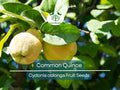 20 Common Quince Fruit Tree Seeds Cydonia oblonga, Edible Sweet Fruits, Hardy Backyard Orchard, Garden Starter, Homegrown