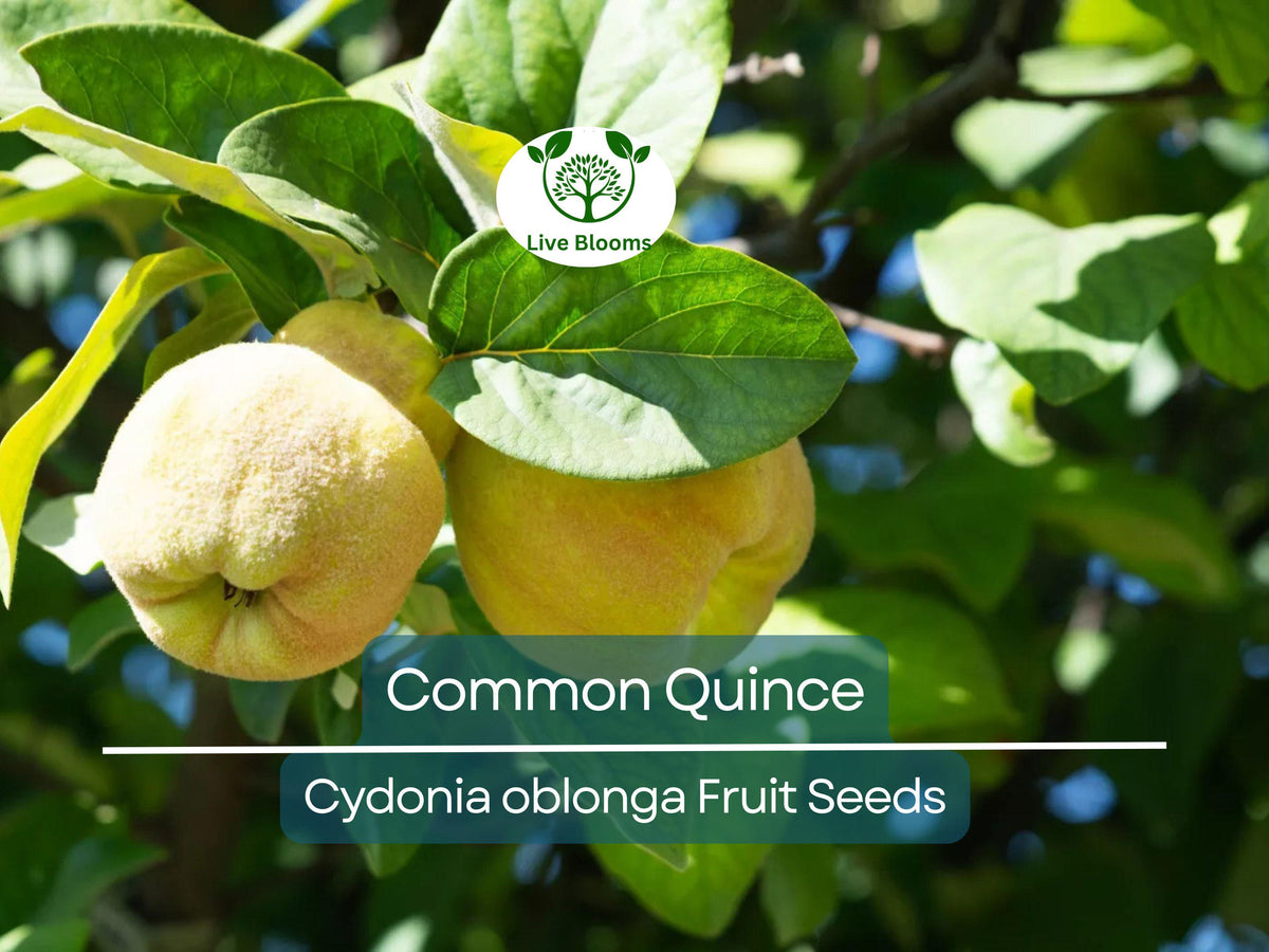 20 Common Quince Fruit Tree Seeds Cydonia oblonga, Edible Sweet Fruits, Hardy Backyard Orchard, Garden Starter, Homegrown