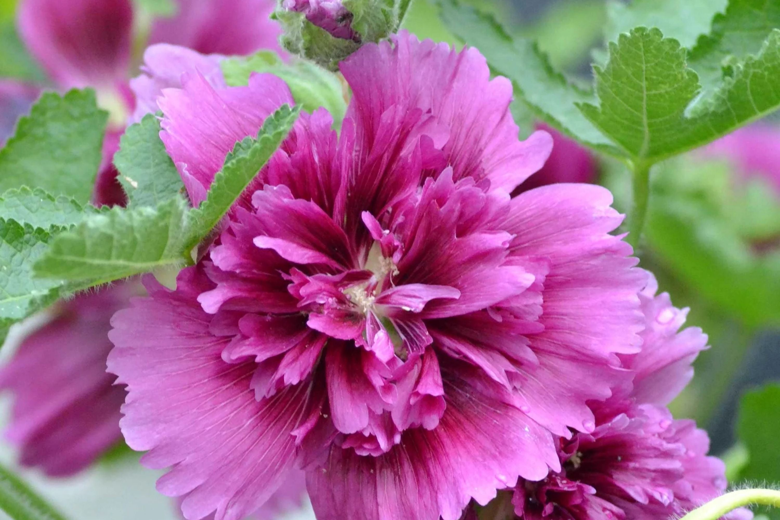 Hollyhock Seeds - Queeny Purple - Alcea rosea - Perennial Garden Flower - 2004 AAS Winner, 25 Seeds