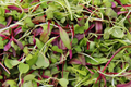 Basic Salad Mix Microgreen Seeds - Non-GMO, Edible Greens, Fast-Growing Microgreens, USA Grown