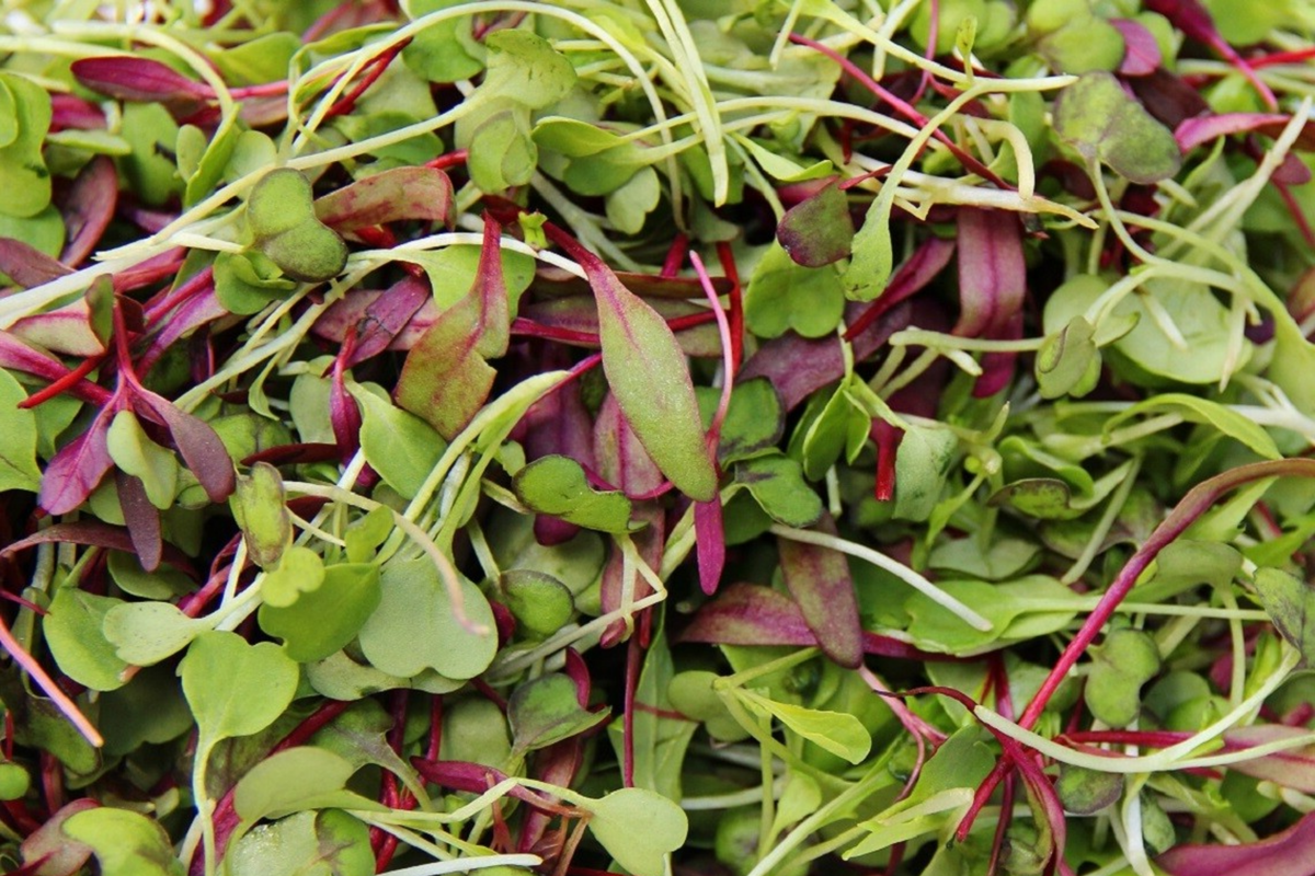Basic Salad Mix Microgreen Seeds - Non-GMO, Edible Greens, Fast-Growing Microgreens, USA Grown